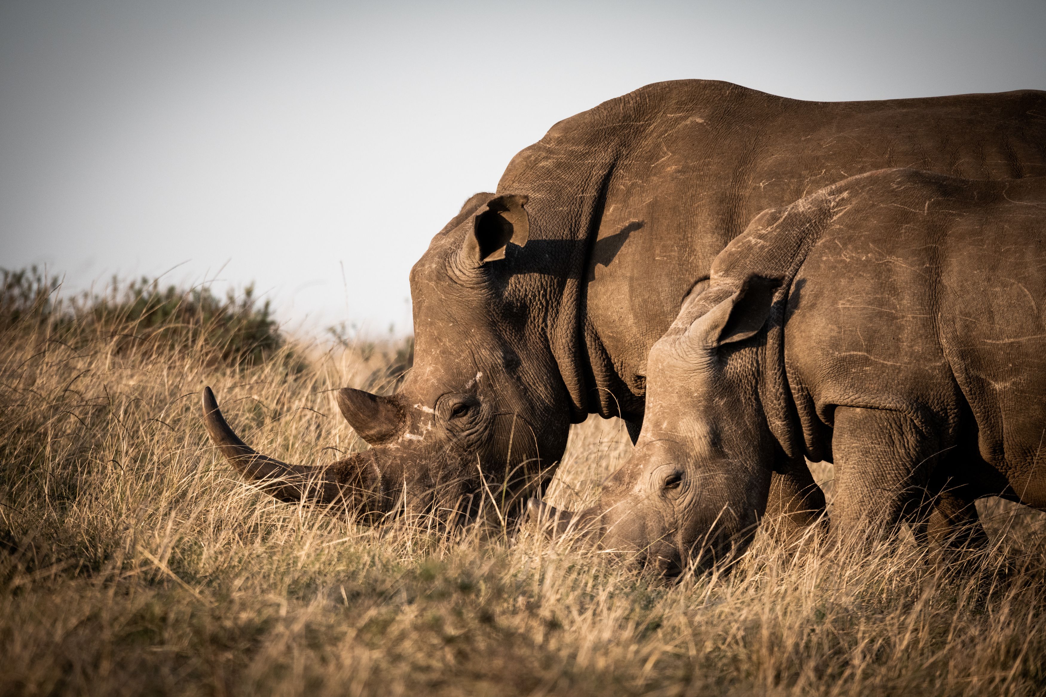 Animals photographers in South Africa