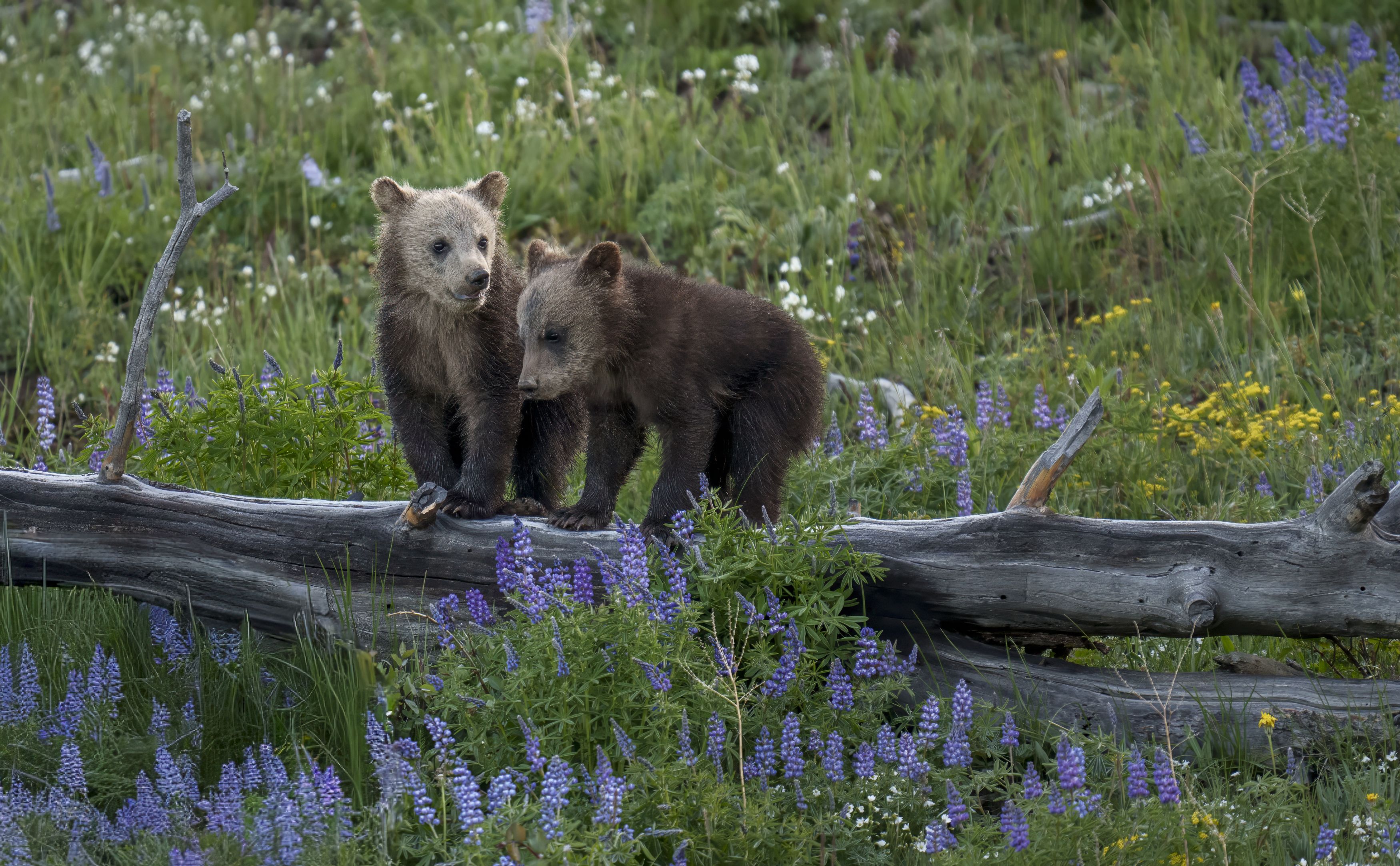 Back Ridge Animals Animals photographers in United States