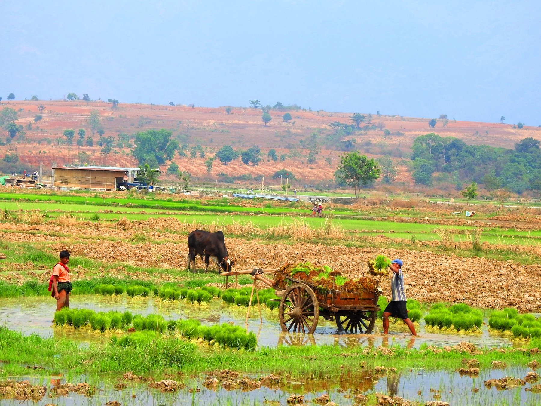 Hopong photographers — top photographers from Myanmar