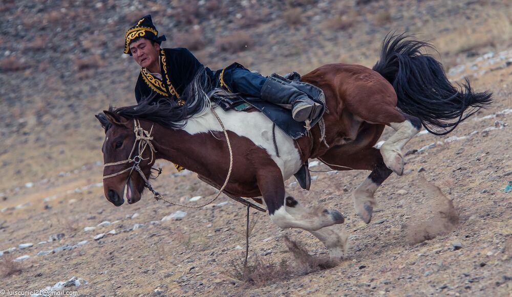 Mongolian Wildlife (3)