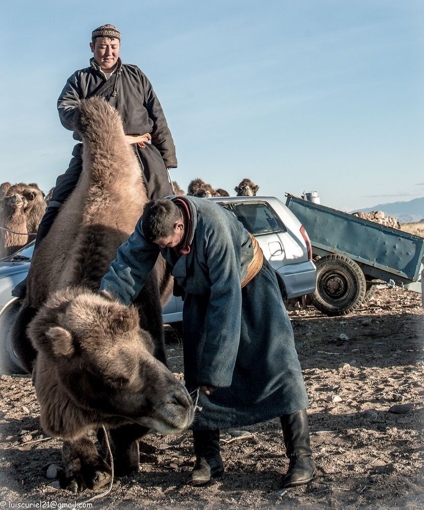 Mongolian Wildlife (4)