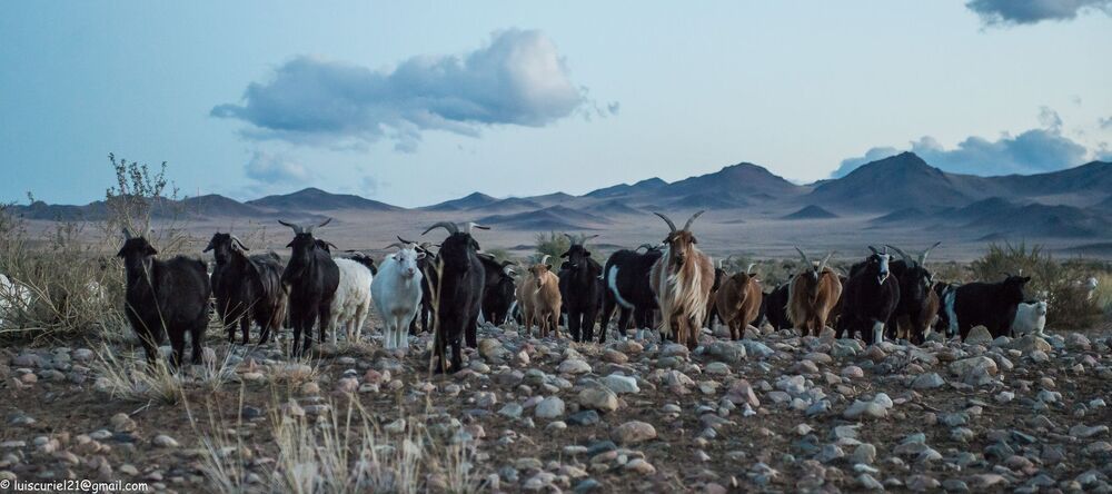 Mongolian Wildlife (7)