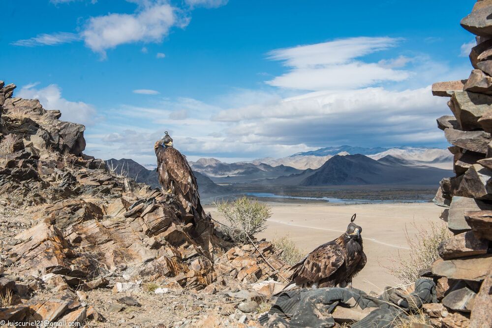 Mongolian Wildlife (9)