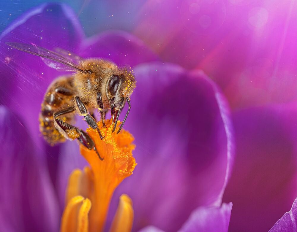Bee in flower (2)