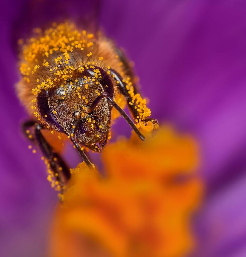 Bee in flower (3)