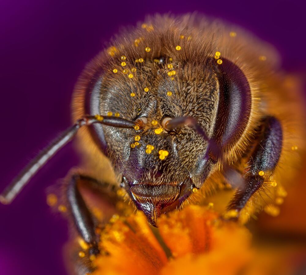 Bee in flower (4)