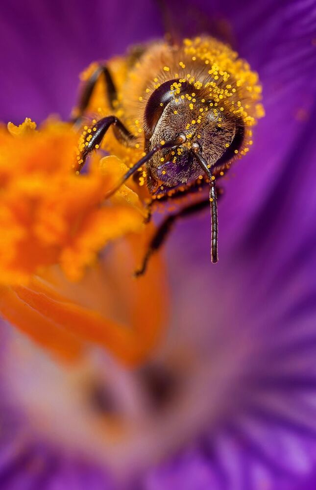 Bee in flower (5)