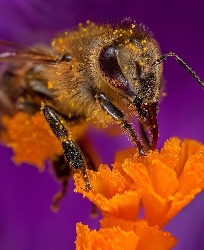 Bee in flower (6)