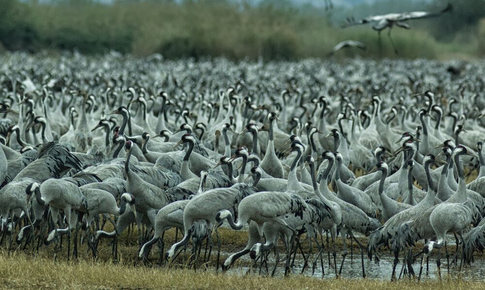 Cranes of the hula valley (2)