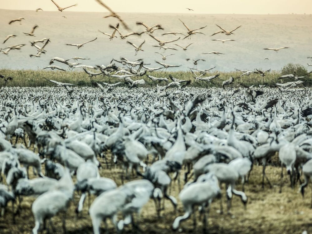 Cranes of the hula valley (3)