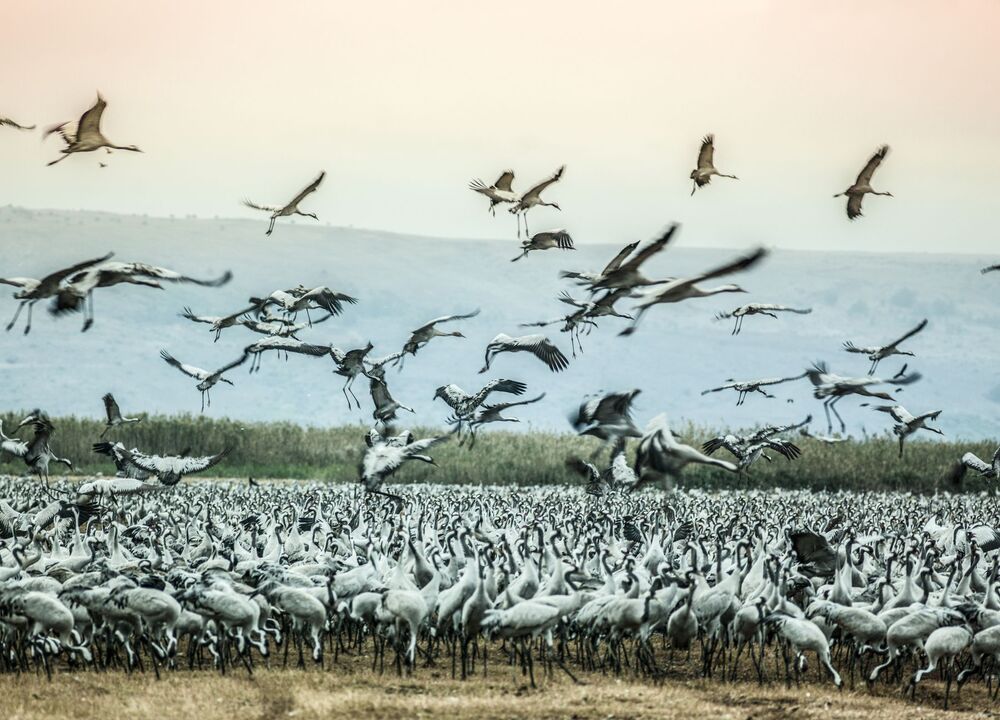 Cranes of the hula valley (4)