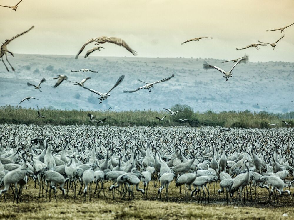 Cranes of the hula valley (5)