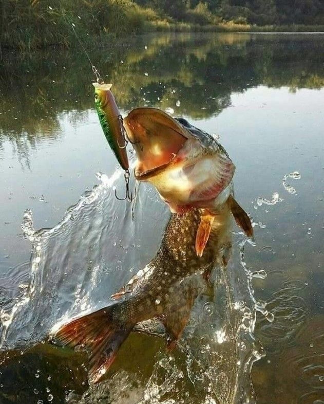 отдых на лугу (2)