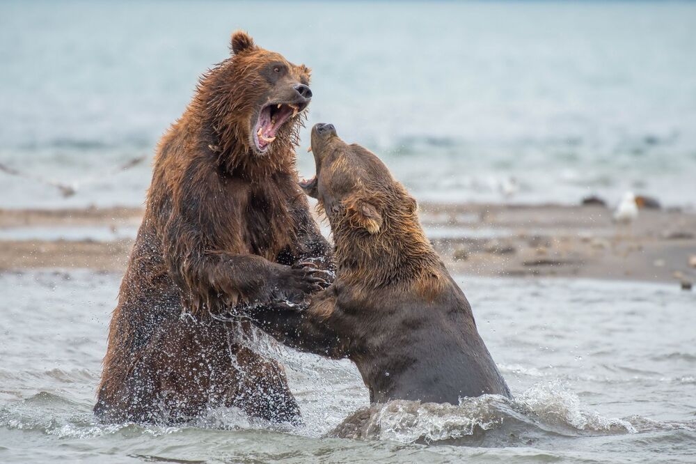 Курильское озеро: медвежий рай (11)