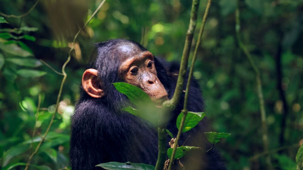 amazing views of Juvenile Chimpanzee (3)