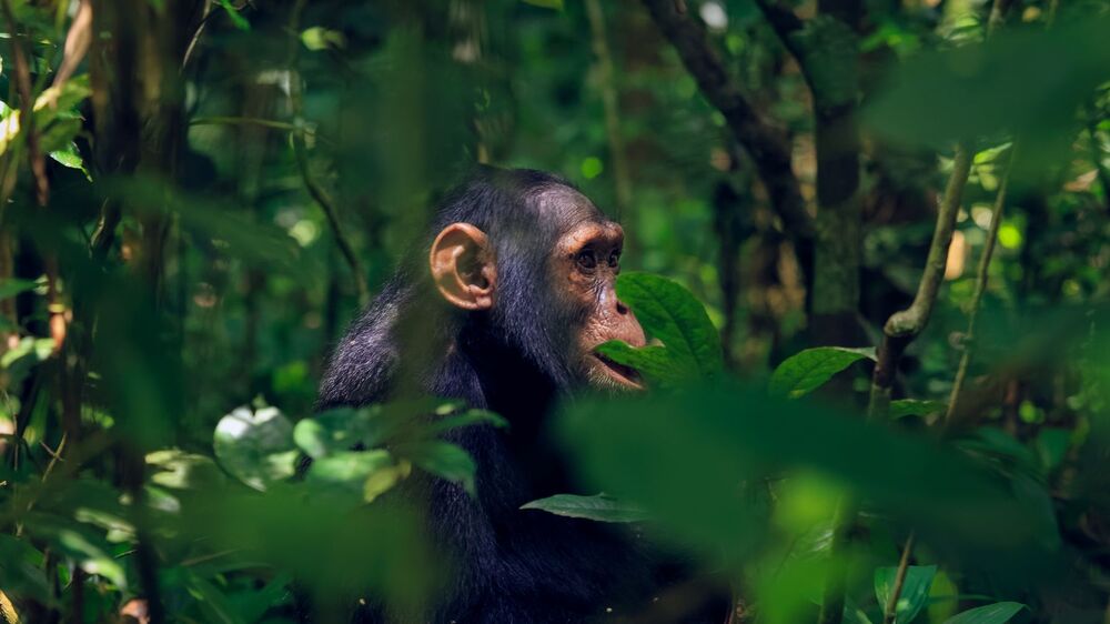 amazing views of Juvenile Chimpanzee (4)