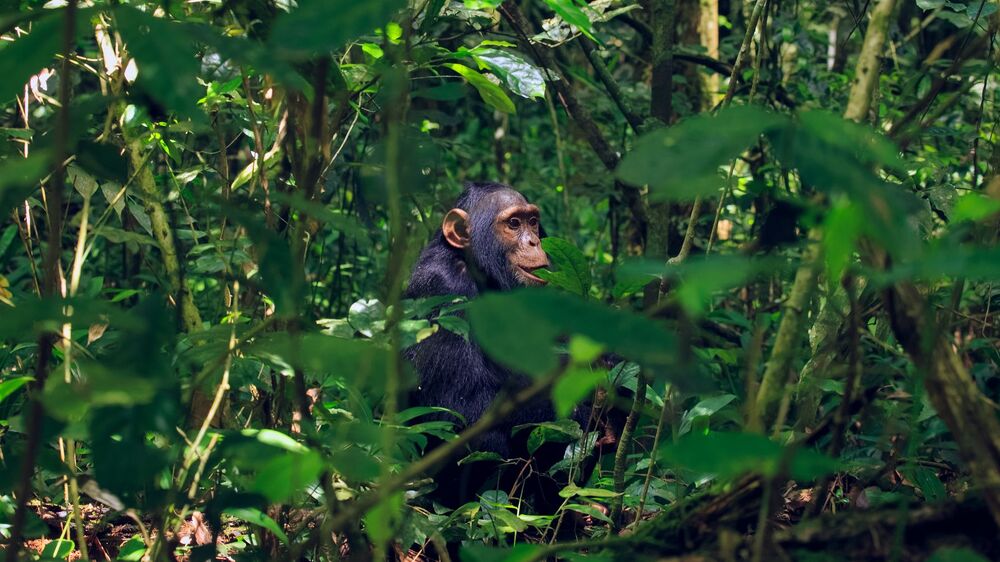 amazing views of Juvenile Chimpanzee (5)