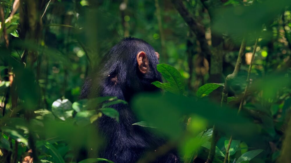 amazing views of Juvenile Chimpanzee (6)
