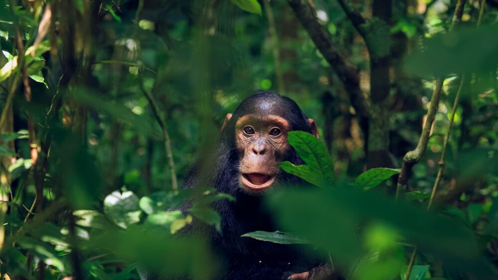 amazing views of Juvenile Chimpanzee (7)
