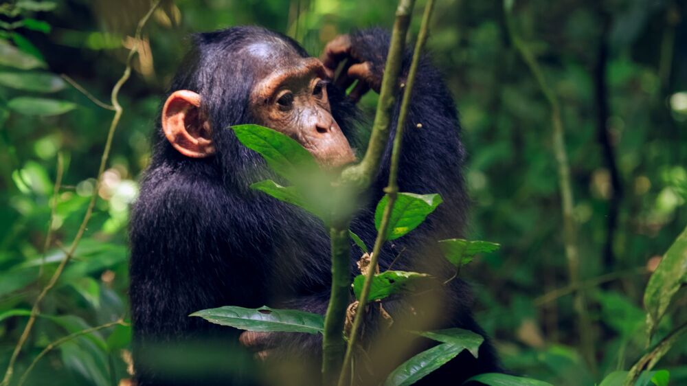 amazing views of Juvenile Chimpanzee (8)