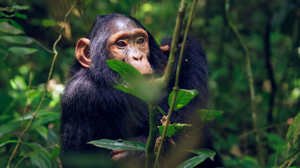 amazing views of Juvenile Chimpanzee (9)
