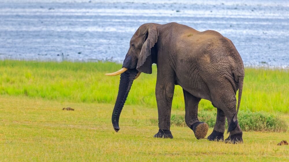 African Bush Elephant / African Savannah Elephant (2)