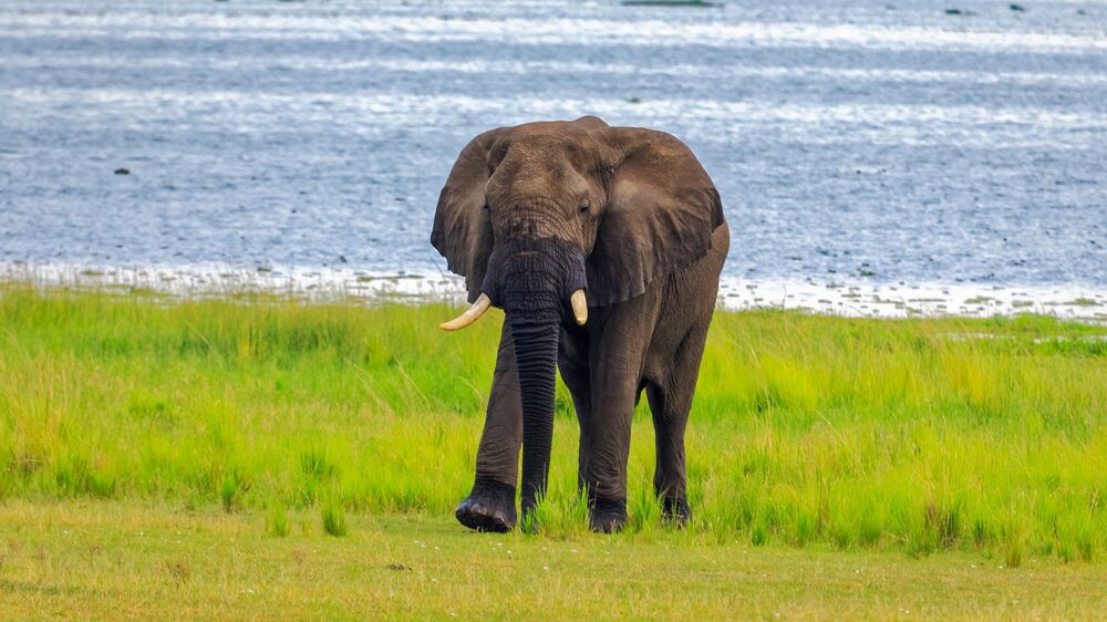 African Bush Elephant / African Savannah Elephant (3)