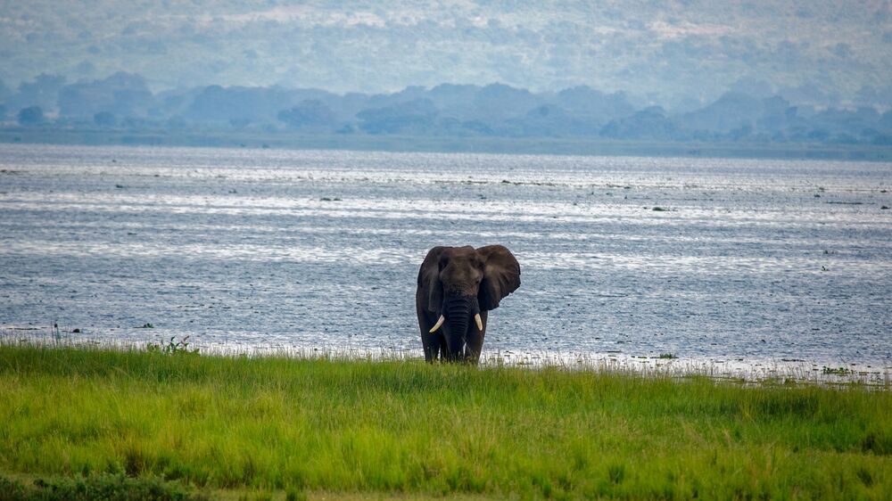 African Bush Elephant / African Savannah Elephant (4)