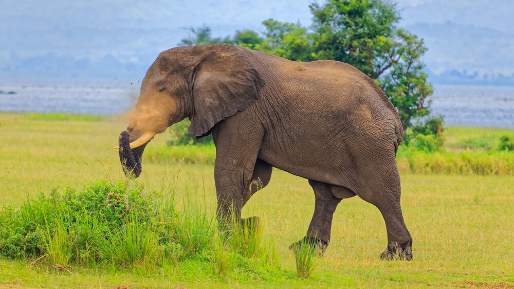 African Bush Elephant / African Savannah Elephant (5)