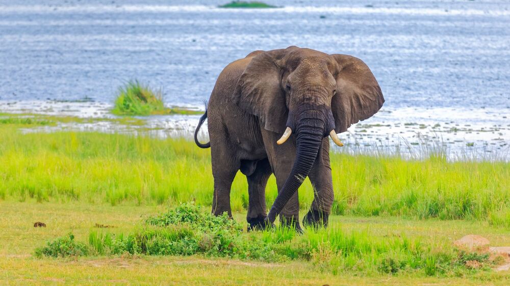 African Bush Elephant / African Savannah Elephant (6)