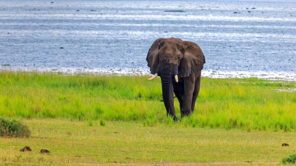 African Bush Elephant / African Savannah Elephant (7)