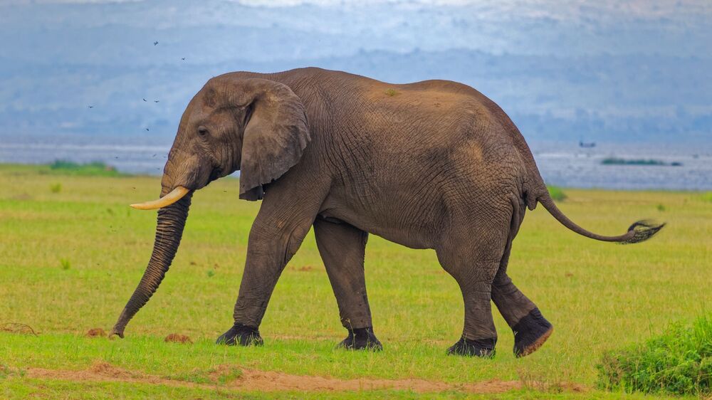 African Bush Elephant / African Savannah Elephant (8)