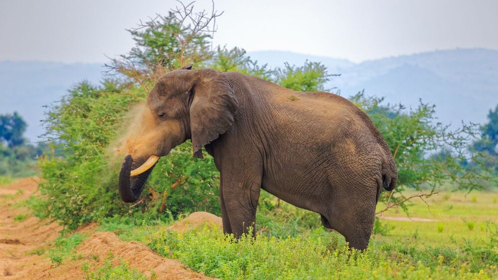 African Bush Elephant / African Savannah Elephant (9)