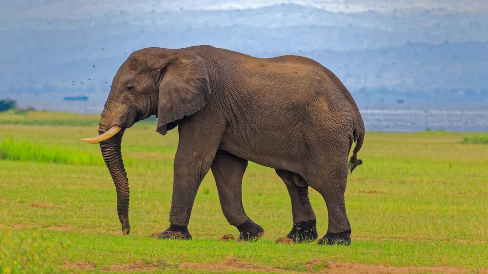 African Bush Elephant / African Savannah Elephant (10)
