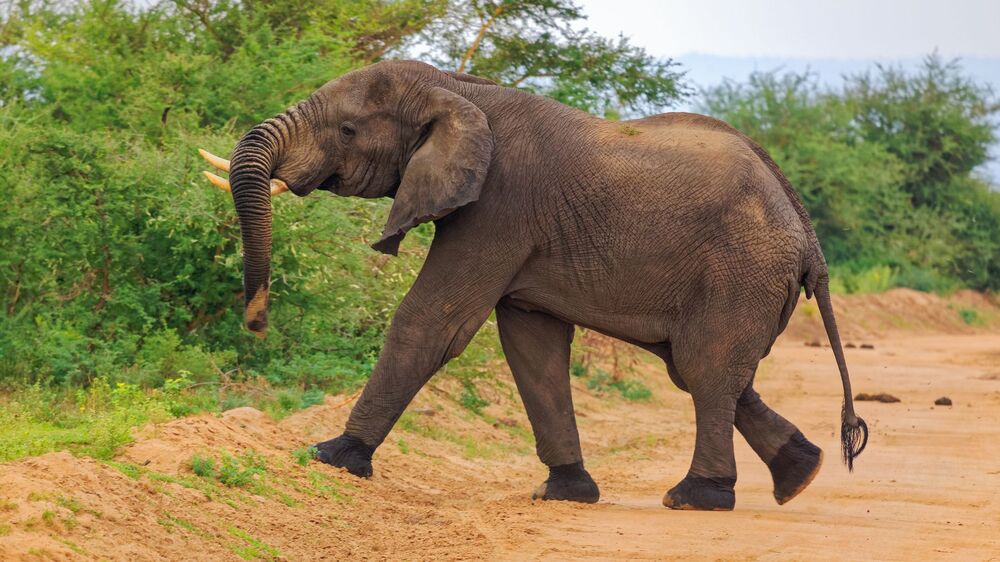 African Bush Elephant / African Savannah Elephant (11)
