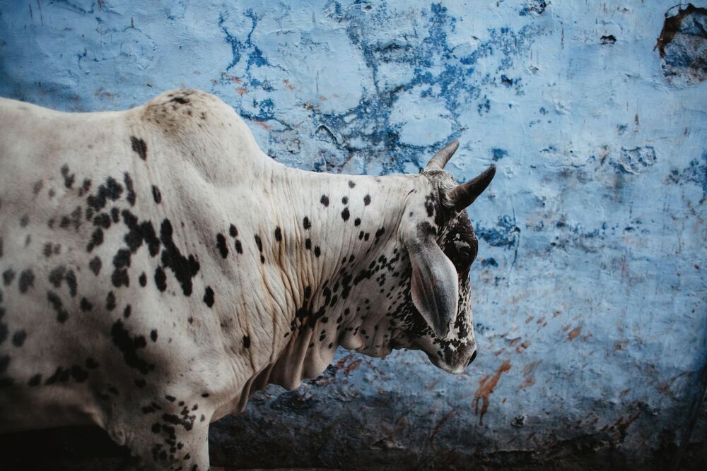 The Blue city of Jodhpur (3)