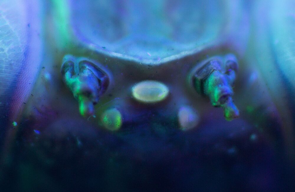 SLEEPING ALIEN (5)