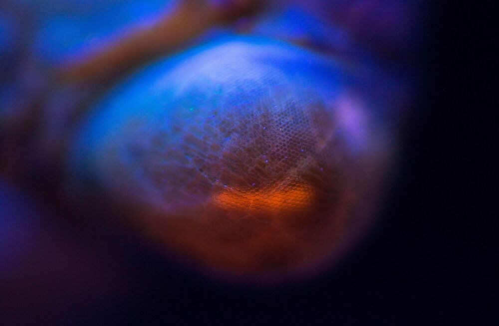 SLEEPING ALIEN (8)