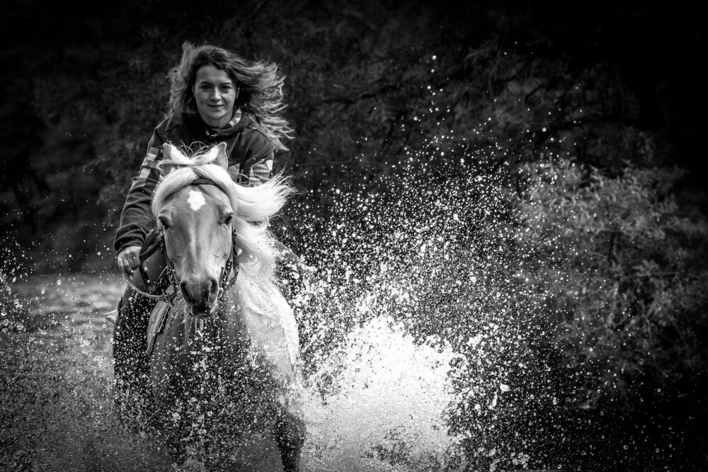 horse (2)