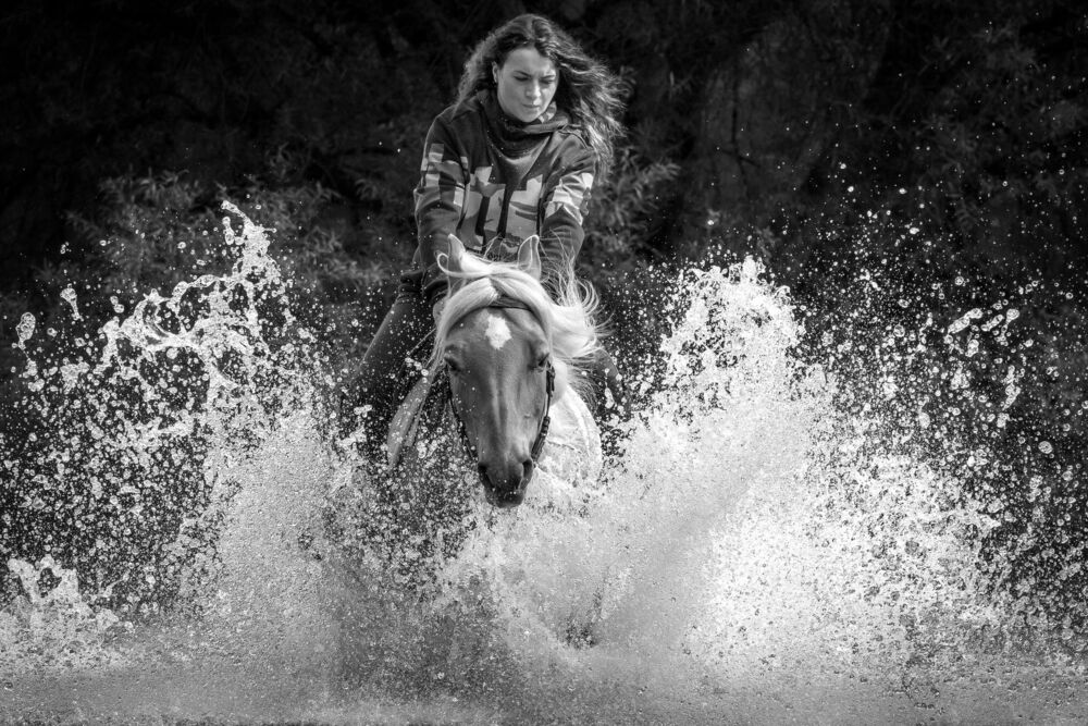 horse (4)