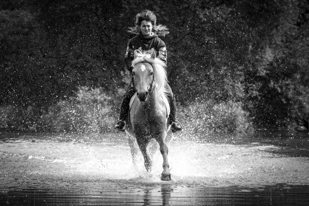 horse (5)