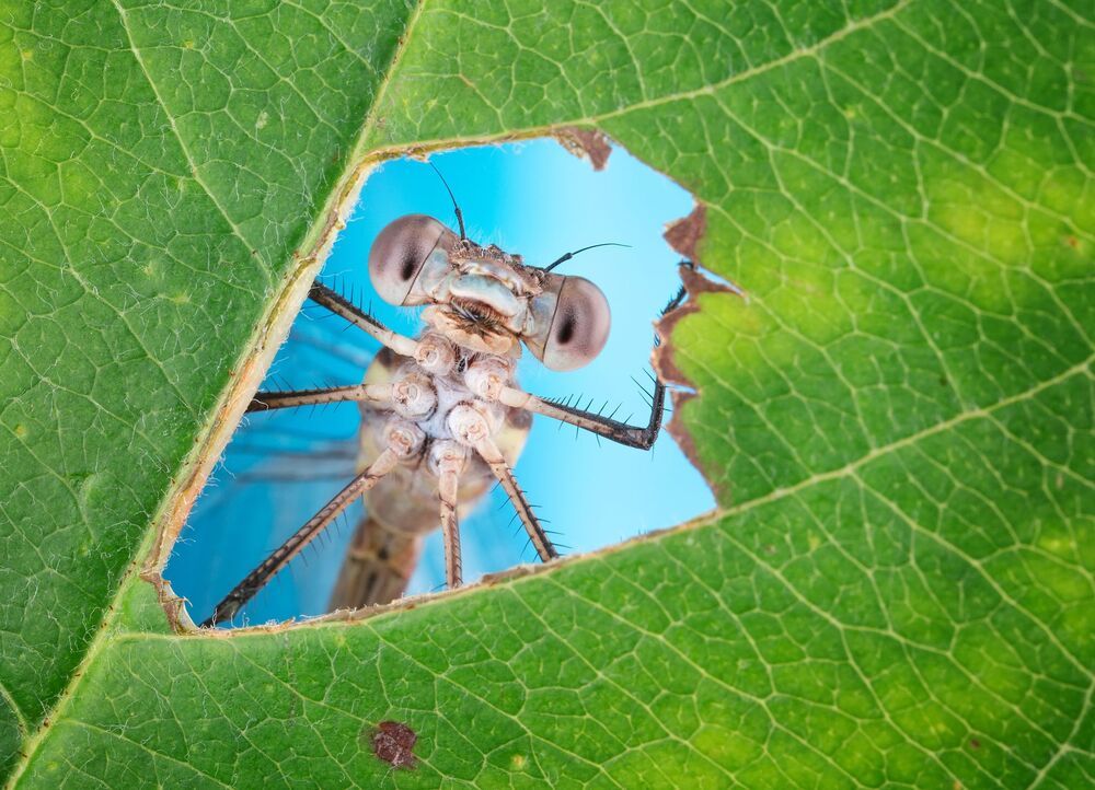 A window into Nature (2)