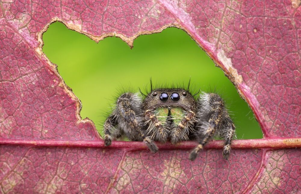 A window into Nature (3)