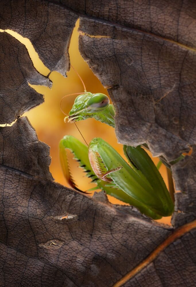 A window into Nature (5)
