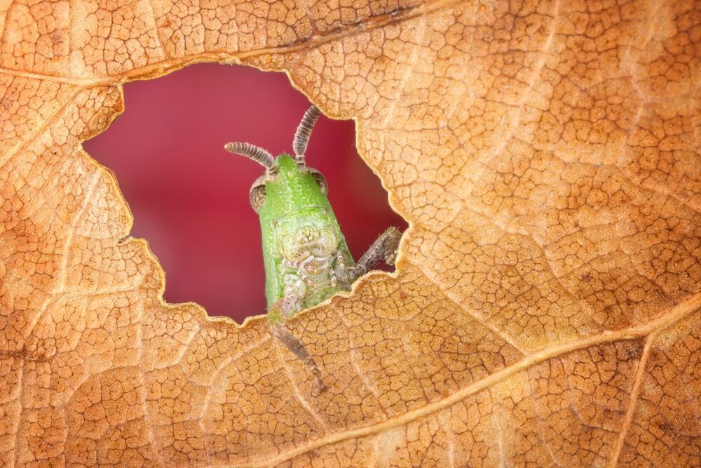 A window into Nature (8)