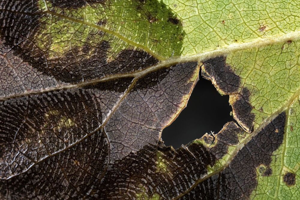A window into Nature (11)