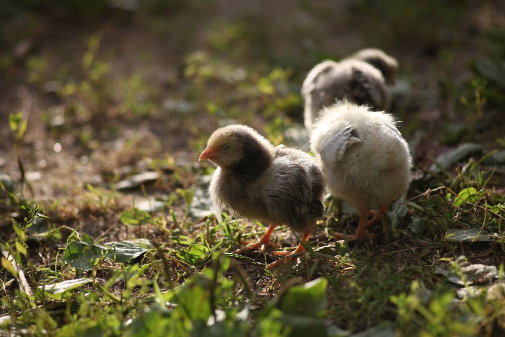 Photo #2248678 (4)