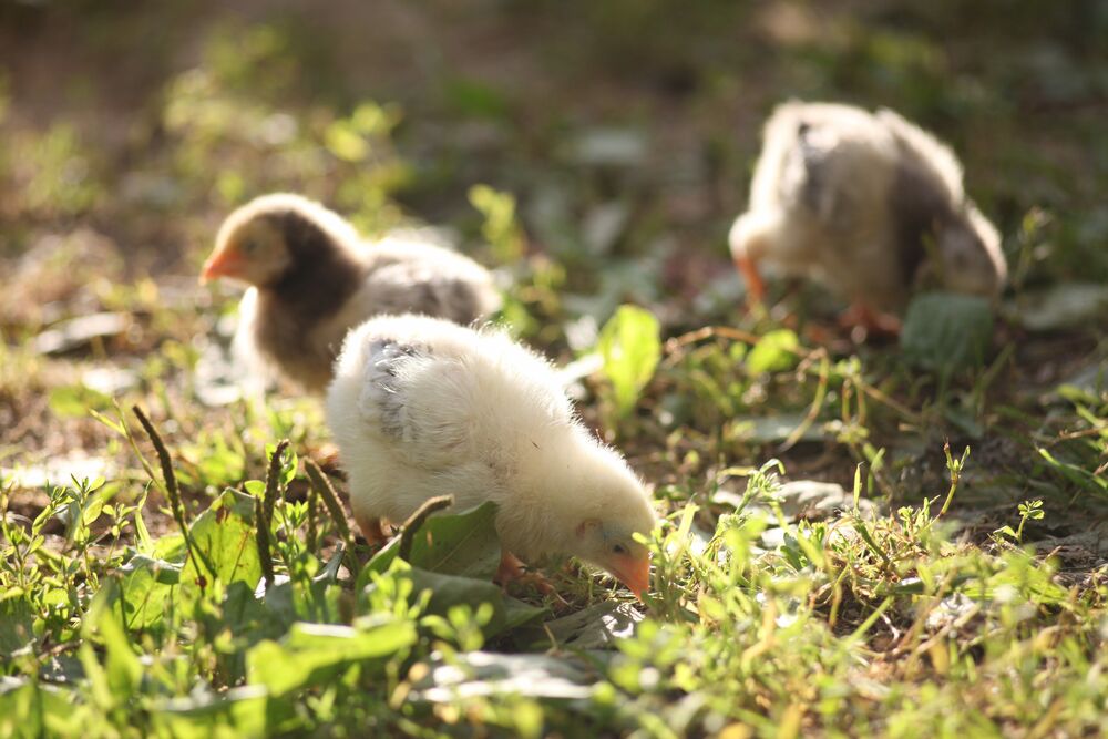 Photo #2248678 (5)