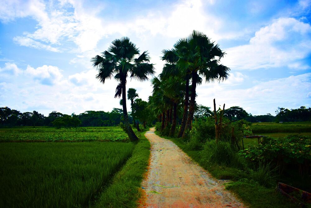 Village View of Bangladesh (7)