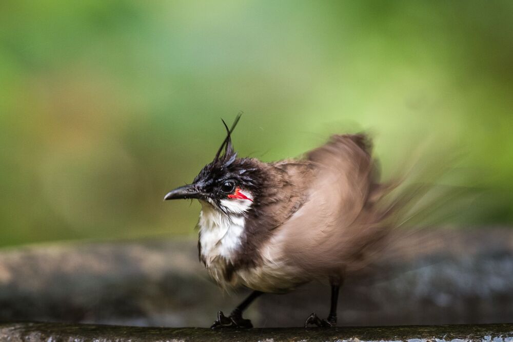 The Dancing Bulbul !! (3)
